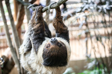 Fototapeta premium Sloth Hanging from a Tropical Branch