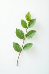 Single isolated branch with delicate leaves on white background, single stem, monochromatic background