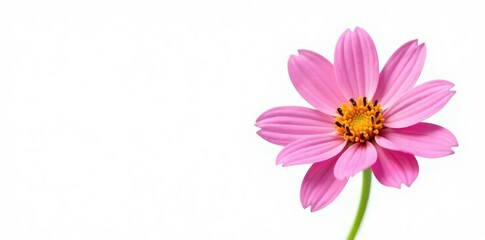 Obraz premium Single isolated flower with delicate petals on a white background, bloom, nature