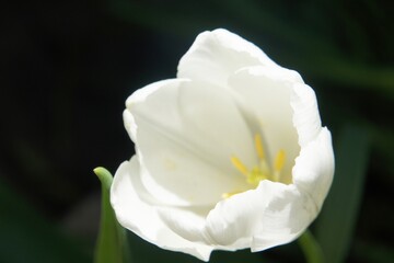 Obraz premium White tulip in full bloom with sunlight illuminating petals against dark background