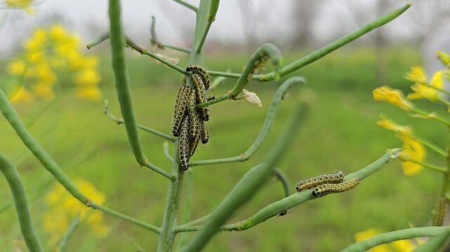 Fall armyworm Spodoptera frugiperda attack on mustard plant
