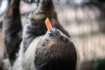 Sloth Hanging Upside Down While Eating Food