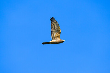 サシバ成鳥の飛翔
