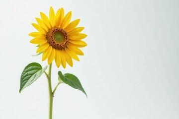Obraz premium A single vibrant sunflower, standing tall with its bright yellow petals and rich green leaves against a minimalist backdrop