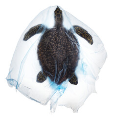 Photo of sea turtle trapped in large blue plastic bag for a campaign against plastic pollution in...