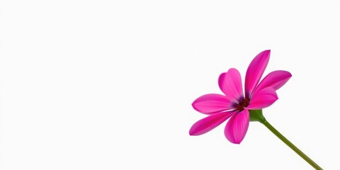 Fototapeta premium A single, vibrant flower, petals perfectly formed, isolated against a pure white backdrop, beauty, nature