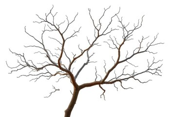 Bare, gnarled branches isolated against pure white backdrop, fall, branch