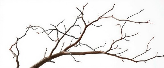 Bare, twisting branches isolated against a pure white backdrop, serene, element