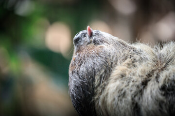 Upside-Down Sloth Hanging from a Branch