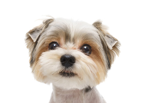 Puppy Maltese lapdog isolated on white background.