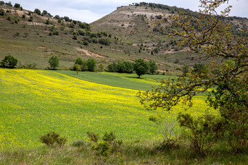Ladera de una montaña con muchas flores amarillas