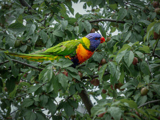 Rainbow Lorikeet Feeding In Wild Plum Tree