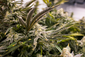 Mac Cannabis Plant Lower Buds