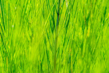 abstract, green background from gorse