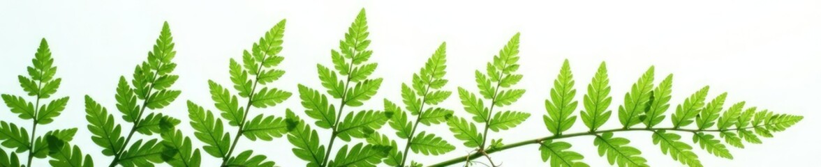 Fototapeta premium Delicate fern fronds on a pure white background, showcasing intricate details, texture, detail