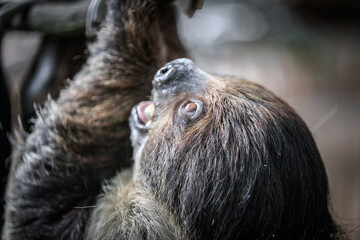 Obraz premium Graceful Sloth in Its Verdant Refuge