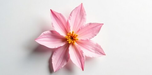 Fototapeta premium Delicate flower petals unfolding on white background, gentle, nature