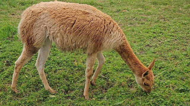 Lama vicugna peacefully grazing on fresh green grass in open field. Vicuna calmly feeding in serene grassy environment. Camelids bending down to enjoy rich vegetation in natural surroundings. Animal