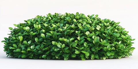 Obraz premium bush isolated on white background, 3D illustration, cg render , isolated on white 