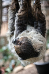 Close-Up of a Sloth Hanging from a Tree