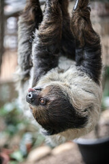 Close-Up of a Sloth Hanging from a Tree