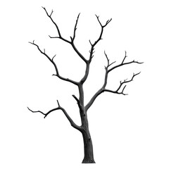 Obraz premium Bare tree with intricate branches, perfect for seasonal themes.