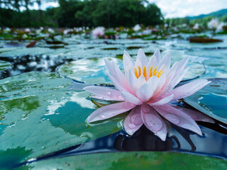 水面に浮かぶ睡蓮の花