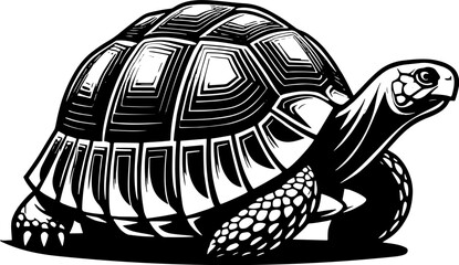 Radiated Tortoise icon 8