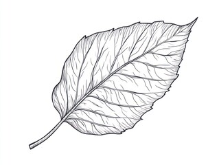 Detailed leaf drawing, botanical illustration, white background, nature design, for educational use