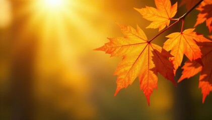 Orange maple leaves on a branch with soft focus and warm natural light, yellow, sun