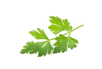 Fresh parsley leaves on white background