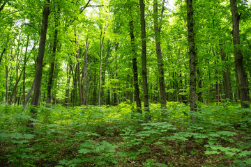 Obraz premium green forest background in a sunny day