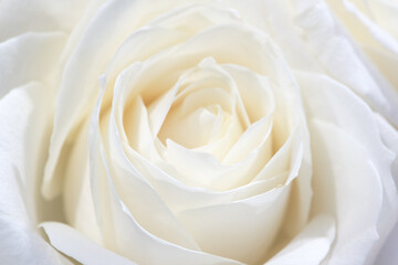 Beautiful soft fresh white rose close up.