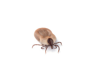 Tick isolated on white background
