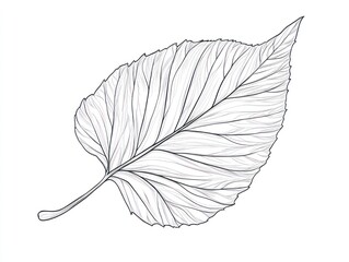 Detailed leaf line drawing, botanical illustration, white background, nature design, print