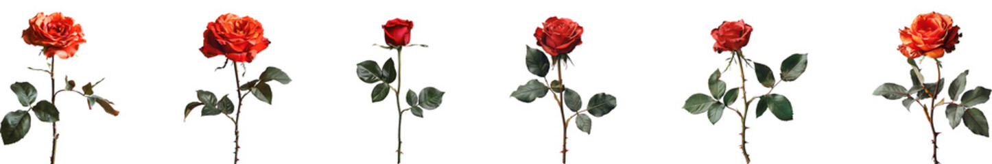 Rose on transparent background collection set