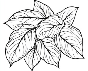 Detailed line art of tropical leaves; botanical illustration, design element