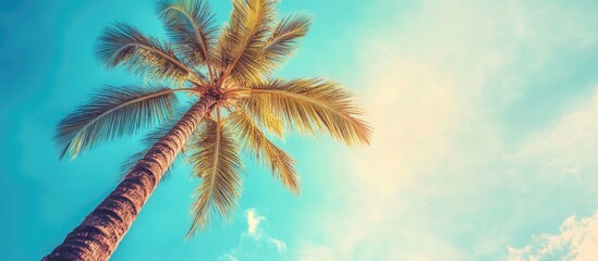 Tropical palm tree stretching upwards illuminated by golden sunlight against a turquoise sky, vintage tones enhance the summer vacation vibe.