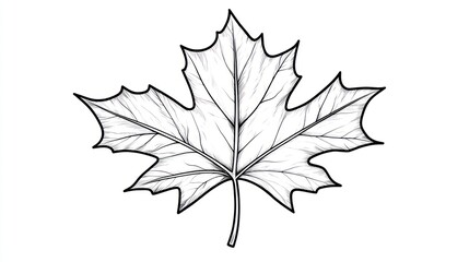 Naklejka premium Detailed Maple Leaf Line Drawing, Nature Illustration