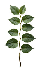 Obraz premium Fresh Green Leafy Branch on Transparent Background