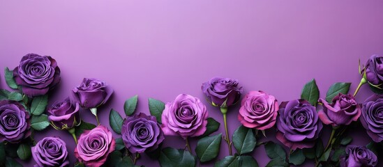 Violet roses in varying shades against a soft purple background arranged in a flat lay style creating a beautiful border effect