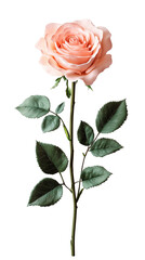 Obraz premium pink rose, full bloom