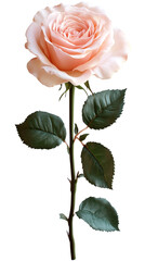 Obraz premium pink rose, soft petals