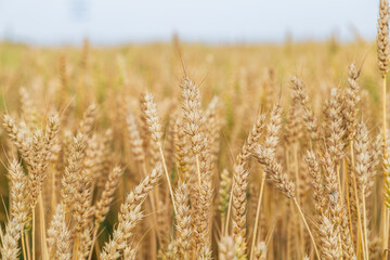 Gold wheat field and blue sky