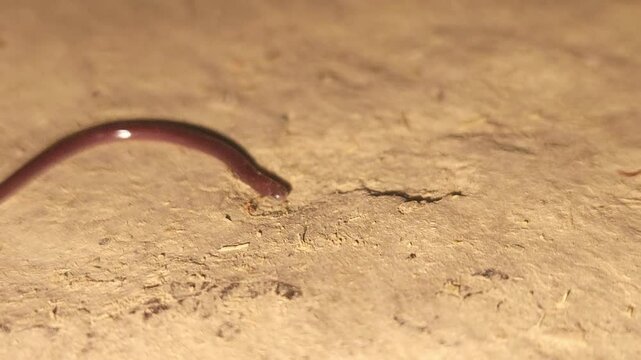 Indotyphlops braminus, commonly known as the brahminy blind snake
