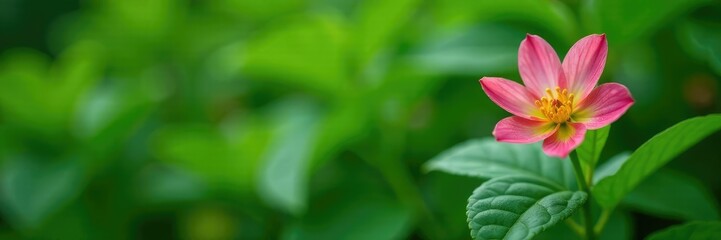 Obraz premium Delicate damiana flowers against lush green foliage, flower, wildflower