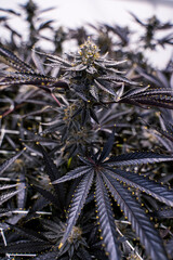 Lava Cake Cannabis Plant, Portrait