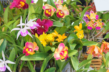 Colorful Cattleya Orchids in Full Bloom