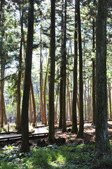 Obraz premium path in the forest