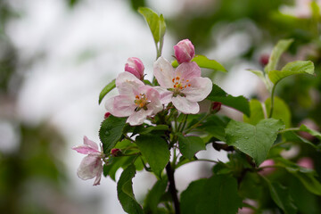 Apple tree blossoms with green leaves
